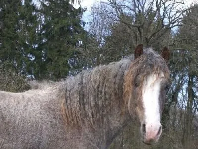 Parmi ces chevaux, lequel a des  bouclettes  dans sa robe ?