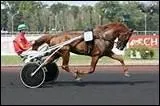 Quelle race a la particularit d'tre trs doue en course de trot ?