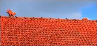  Elle fut la premire crature qui sembla rpondre  ses regards interrogateurs La photo ici est fort rvlatrice ! Donc, c'est de...