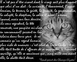  Il n'est pas d'tre vivant dont le visage soit plus loquent que celui d'un chat : La curiosit, l'tonnement, l'apprhension, la terreur, la gaiet, la frocit, la gourmandise, la volupt.