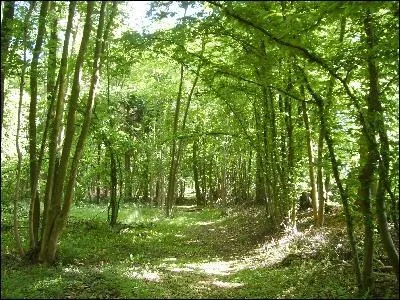 En France, on trouve plus d'arbres rsineux que de feuillus :