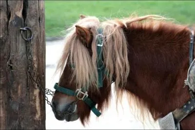 De quelle race est ce cheval ?