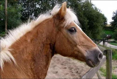 De quelle race est ce cheval ?