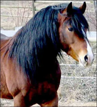 De quelle race est ce cheval ?
