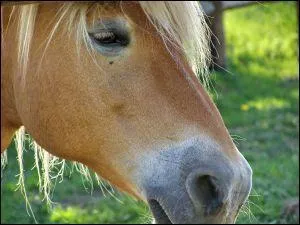 De quelle robe est ce cheval