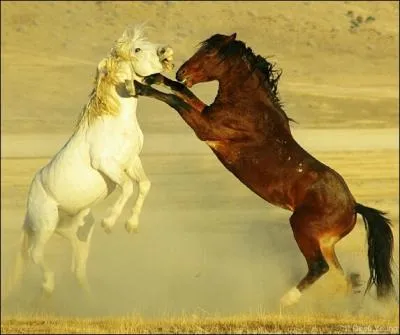 Quelle est cette race ?