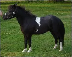 Quel est le nom de cette race ?