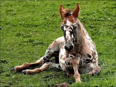 Comment cette race se nomme-t-elle ?