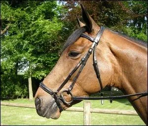 Quel est le filet sur la photo ?