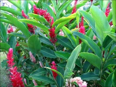 Comment appelle-t-on cette plante ?