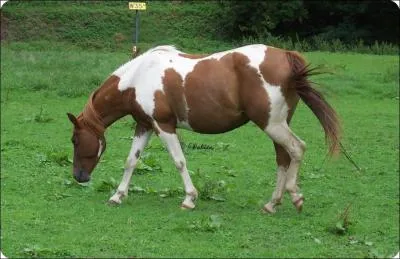 Quelle est la couleur de cette robe ?