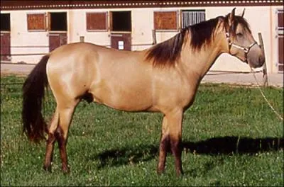 Quelle est la couleur de cette robe ?