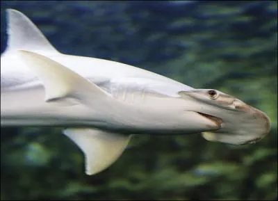 Quel est le nom de ce requin-marteau ?