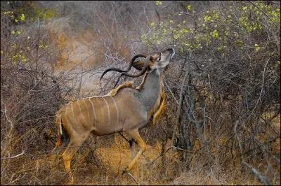 Quel est le nom de cette antilope africaine ?