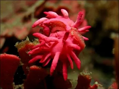 Qu'est-ce que cet animal ? (Okenia hallucigenia)