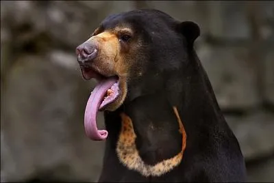 Quel est le nom de cet ours ?