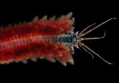 De quelle varit de ver s'agit-il ?