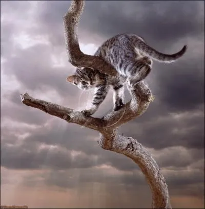 C'est la pice d'entre d'un difice, mais aussi l'organe de l'quilibre chez l'homme :