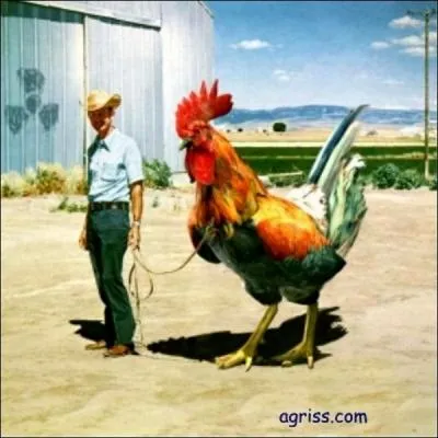 En matire de football et de rugby, le coq est l'emblme incontest de la nation franaise. Parmi les quatre propositions suivantes, quelle paire est-elle incorrectement associe ?