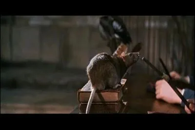 En mtamorphose, combien de fois faut-il toucher avec la baguette l'animal qu'on voudrait transformer en verre  pied ?