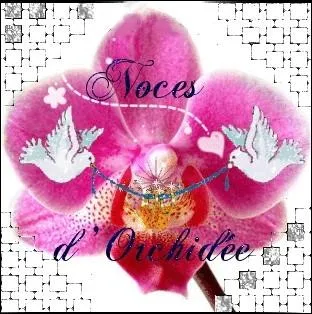 Au bout de combien d'annes de mariage fte-t-on ses Noces d'orchide ?