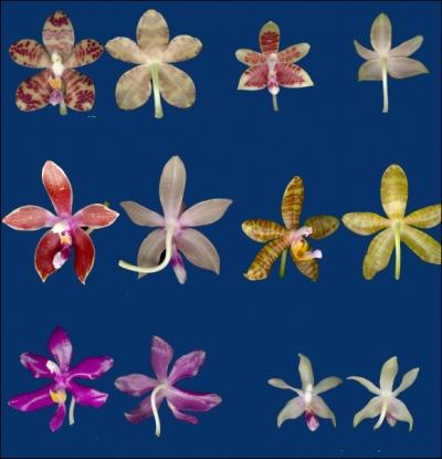 Les orchides forment une grande famille de plantes monocotyldones. On en dnombre aujourd'hui combien d'espces ?