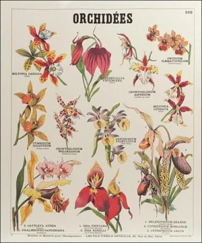 Le mot Orchide vient du grec orchis, qui signifie testicule, en rfrence  la forme de quelle partie de la plante ?