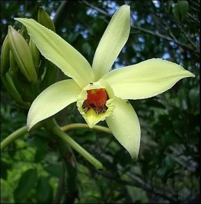 Parmi ces plantes, laquelle est de la famille des orchides ?