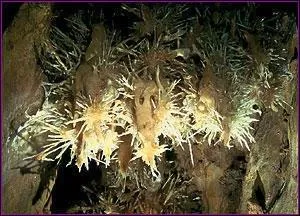 Grottes de Dordogne dcouverte en 2000 dans une carrire, elle d'admirables cristallisations notamment d'aragonite, je suis :