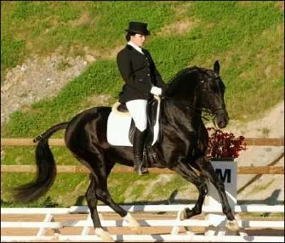 Qu'est-ce qu'une comptition de dressage ?