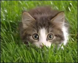 Chose the correct sentences ! (voc. ) -> Choisissez les phrases correctes ! (vocabulaire)