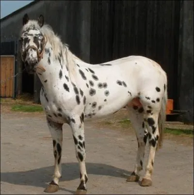 What is a horse ? -> Qu'est-ce qu'un cheval ?