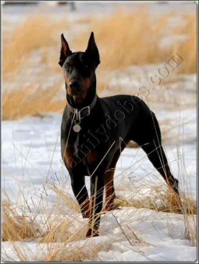 En parlant d'inventeur, quel tait son nom... ?