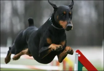 De quel groupe ce chien fait-il partie ?