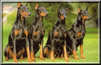 Quel tait le mtier de M. Dobermann ?