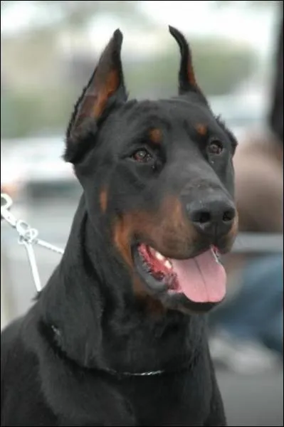 Quelles sont les deux couleurs les plus courantes ?