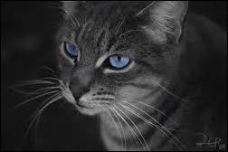 Comment est mort Perle de Pluie ?