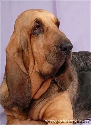 De quelle race s'agit-il ?