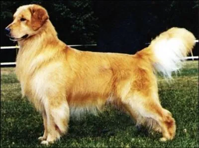 De quelle race s'agit-il ?