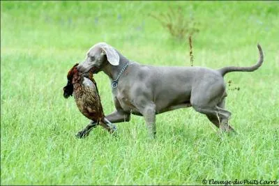 De quelle race s'agit-il ?