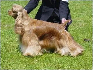 De quelle race s'agit-il ?