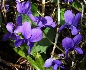 Pour qui, Jeffcoop nous prend-il aujourd'hui, nous avons tous reconnu la violette, mais qui a t surnomm le  Pre La Violette  ?