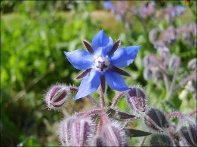 Considre autrefois comme aphrodisiaque, mes fleurs et mes feuilles peuvent agrmenter des omelettes ou des salade, je suis :