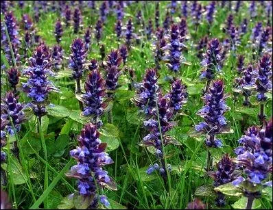 Je porte le nom d'un instrument de musique, quel est mon nom ?