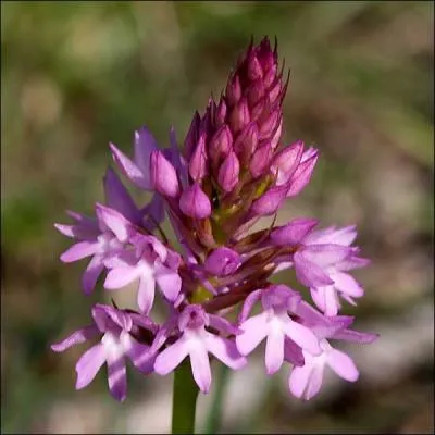 Orchide europenne pouvant atteindre 60 cm mais plus souvent une vingtaine seulement, je prfre les sols calcaires, je suis :