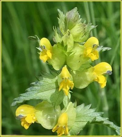 Comment tait appel autrefois le cocriste, parasite des gramines ?