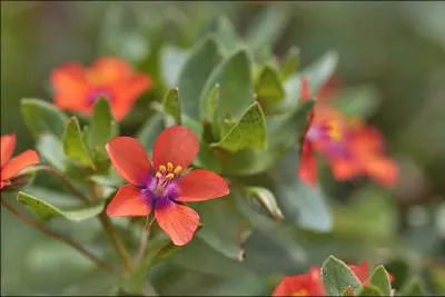 Cette plante a des proprits expectorantes, mais si vous avez des lapins, surtout vitez de les nourrir avec elle, quelle est cette plante ?