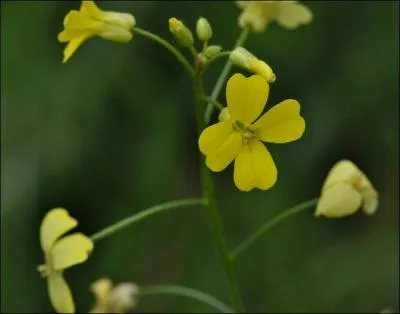 Commune dans le sud de la France dans les champs, au bord des chemins et sur les dcombres, mes fruits sont pourvus de quatre ailes dentes, je suis :