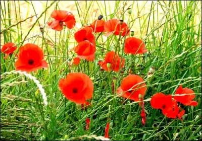 Vous avez tous reconnu le coquelicot, mais au bout de combien d'annes de mariage clbrez-vous vos noces de coquelicot ?