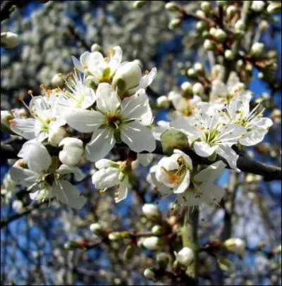 Quel est l'autre nom du prunellier ?